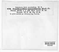 Hygrophoropsis aurantiaca image